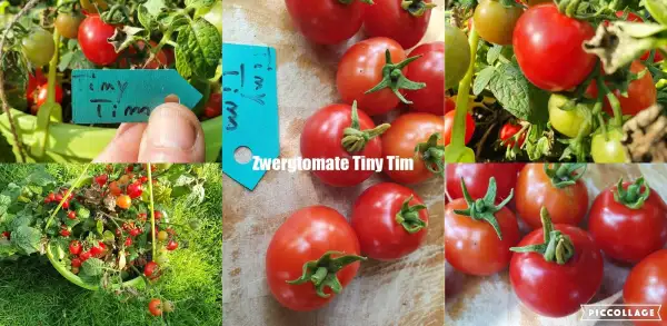 Tomaten: Tiny Tim - Microdwarf/Zwergtomate