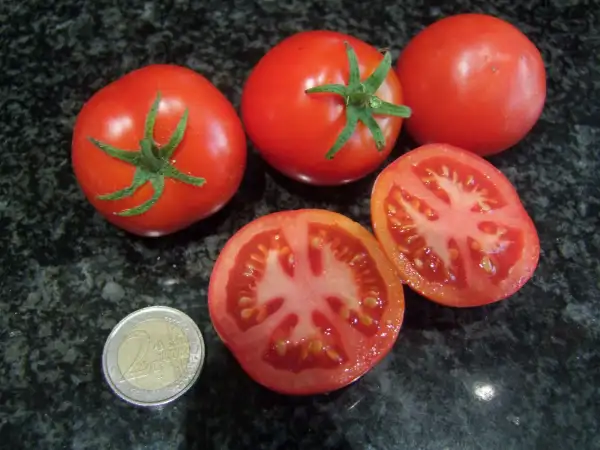 Tomaten: Tiny Tim - Zwergtomate