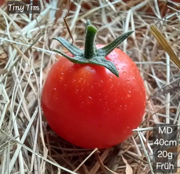 Tomaten: Tiny Tim