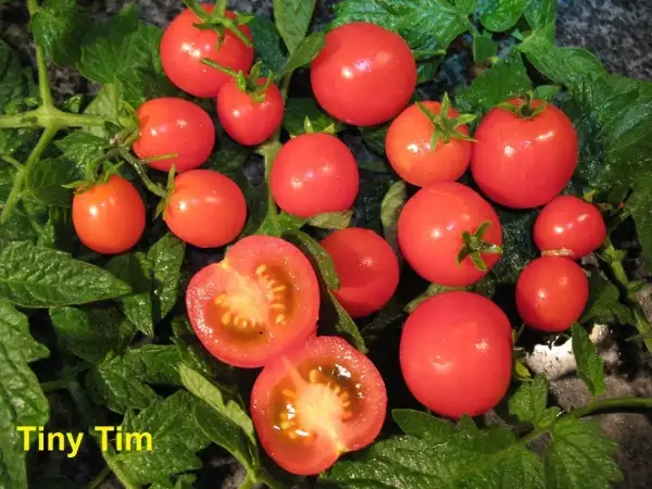 Tomaten: Tiny Tim