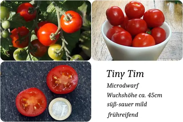 Tomaten: Tiny Tim Microdwarf