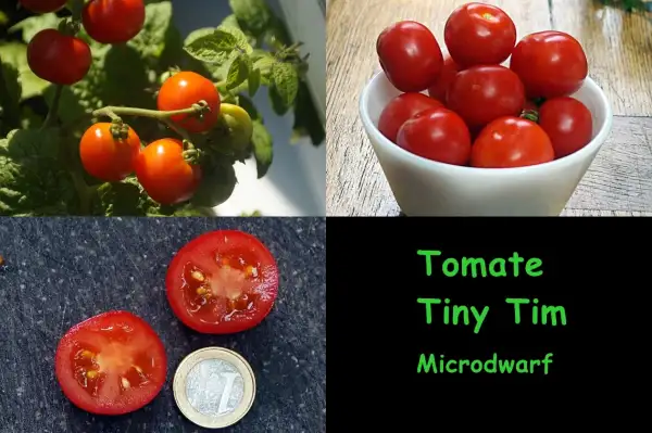 Tomaten: Tiny Tim Microdwarf