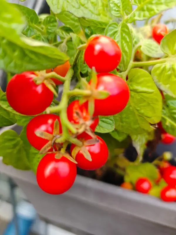 Tomaten: Tiny Tom