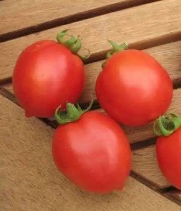 Tomaten: Tip Top