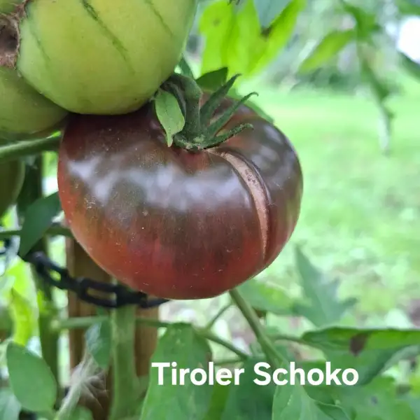 Tomaten: Tiroler Schoko