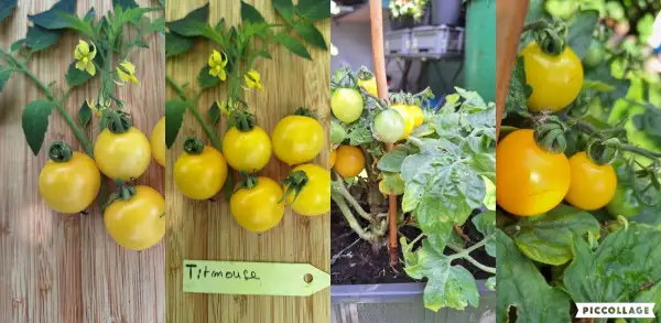 Tomaten: Titmouse - Zwergtomate