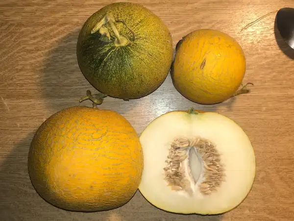 Melonen: Titovka melone