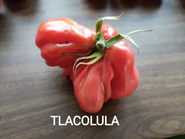 Tomaten: Tlacolula