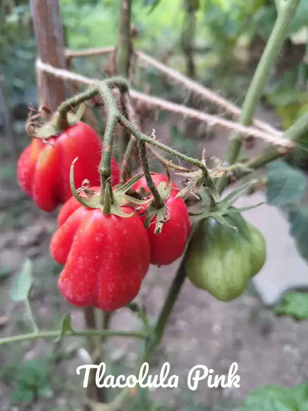 Tomaten: Tlacolula Pink