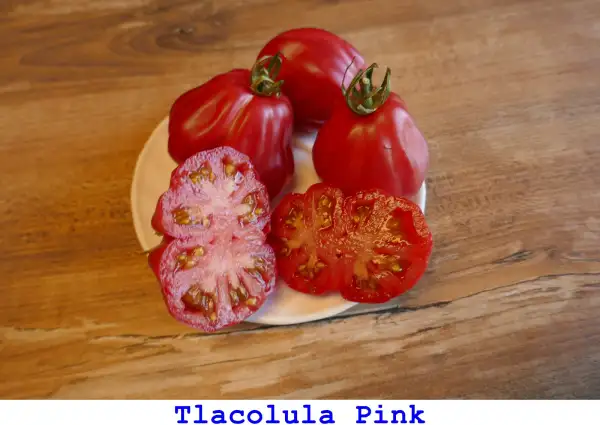 Tomaten: Tlacolula Pink