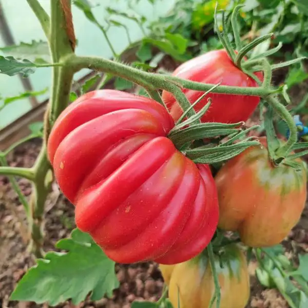 Tomaten: Tlaculola ribbed