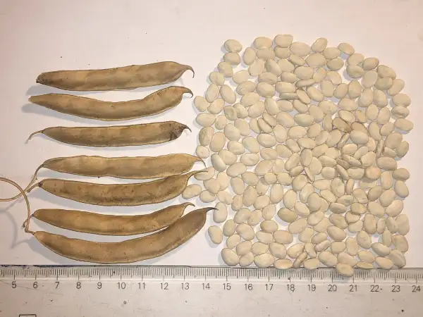 Bohnen: To:ota Bawi White (P. acutifolius)