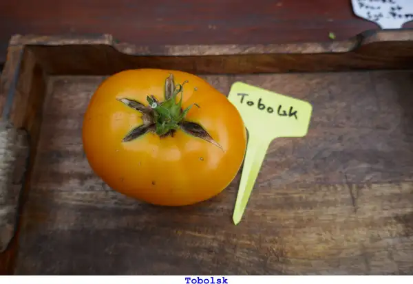 Tomaten: Tobolsk