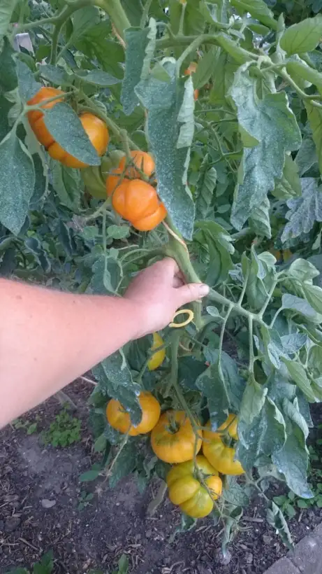 Tomaten: Tobolsk