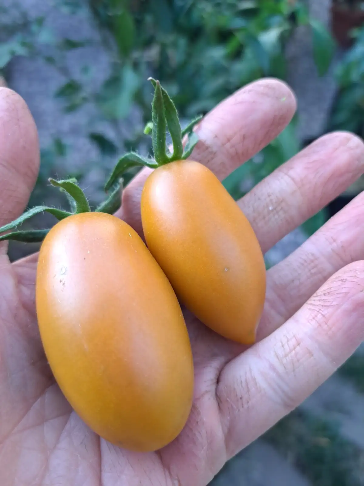 Tomaten: Toffee 2025