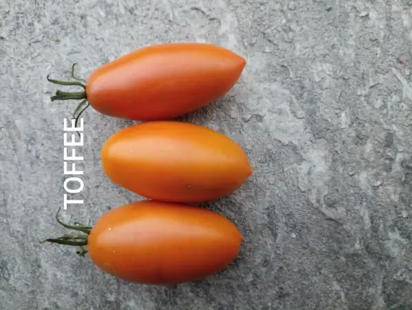 Tomaten: Toffee