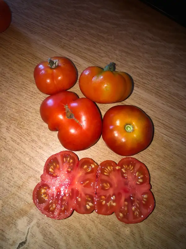 Tomaten: Togorific