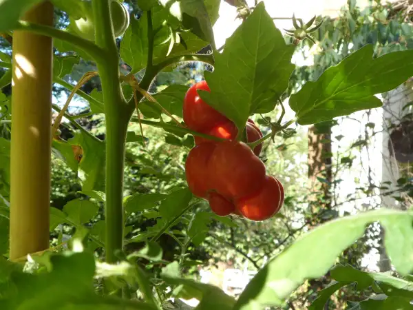 Tomaten: Togorific ( Kat# 2633 )