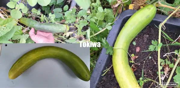 Gurken: Tokiwa