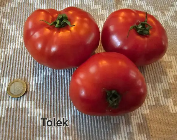 Tomaten: Tolek