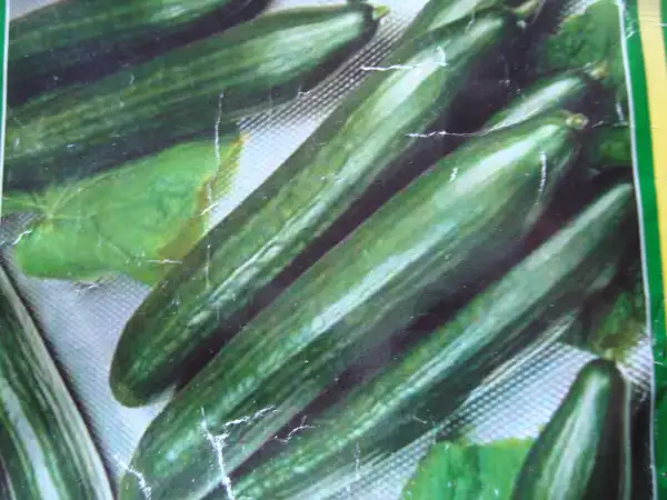 Gurken: Tolle,schöne Sorte