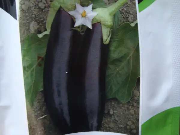 Auberginen: Tolle Sorte,hoher Ertrag