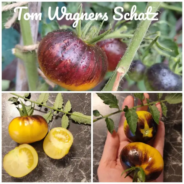 Tomaten: Tom Wagners Schatz