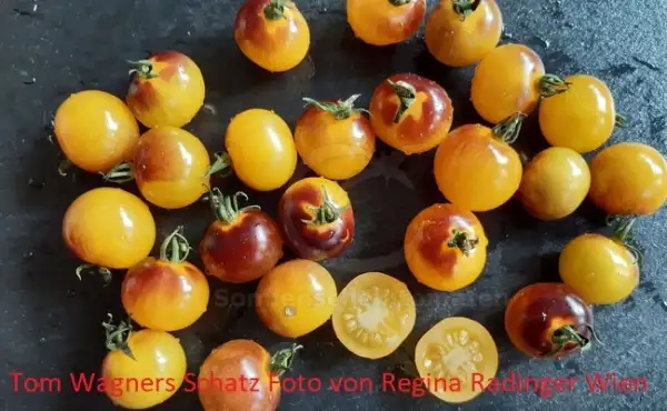 Tomaten: Tom Wagners Schatz