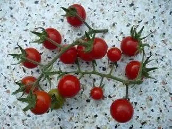 Tomaten: Tomadose des Comores