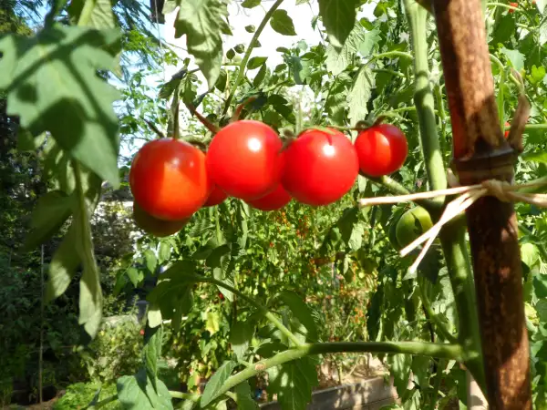 Tomaten: Tomadose des Comores ( Kat# 2805 )