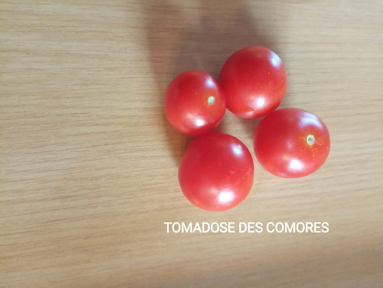 Tomaten: Tomadose des Conores