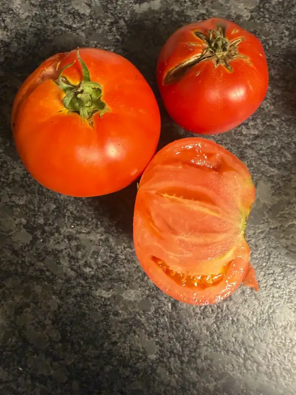 Tomaten: Tomate ACE 55VF
