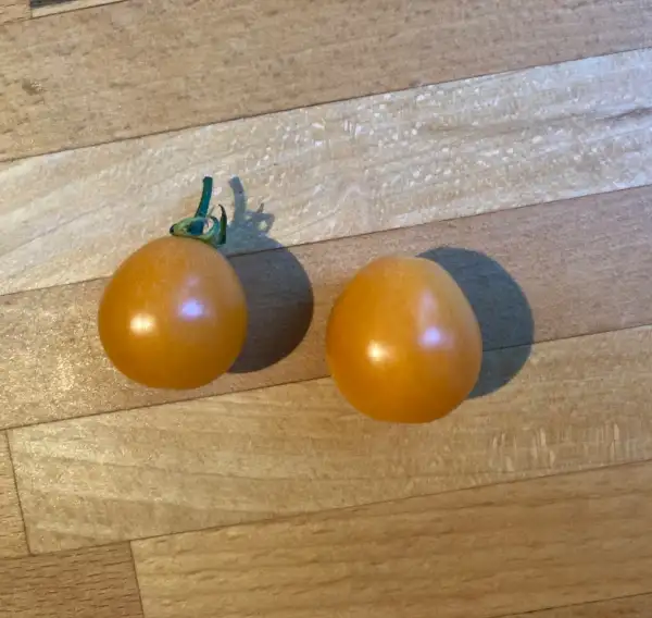 Tomaten: Tomate Aprikosenkirsche