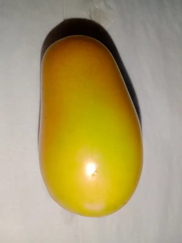 Tomaten: Tomate aus Ameis