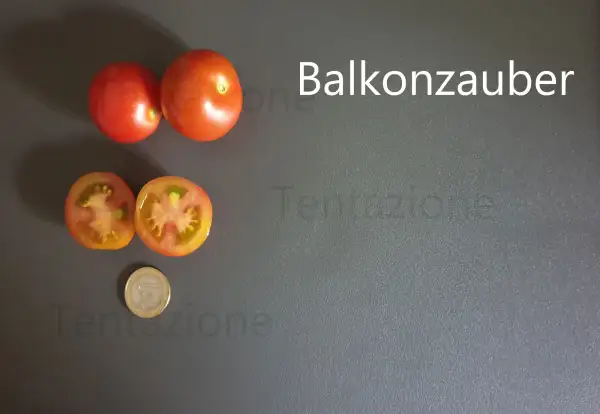 Tomaten: Tomate Balkonzauber