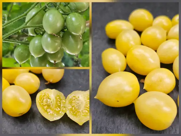 Tomaten: Tomate: Barrys Crazy Cherry, 2026