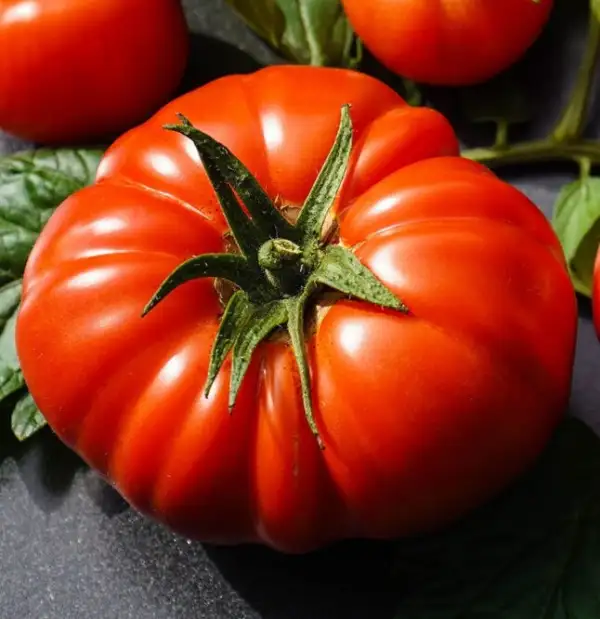 Tomaten: Tomate Batala