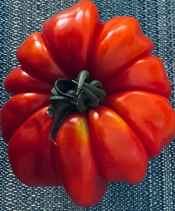 Tomaten: Tomate Beauty Lotthringa