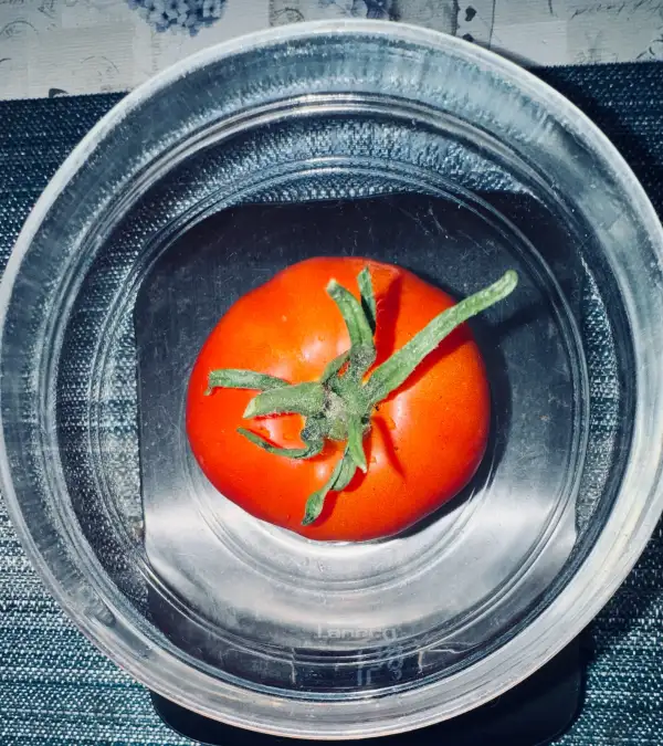 Tomaten: Tomate Belle Angevine