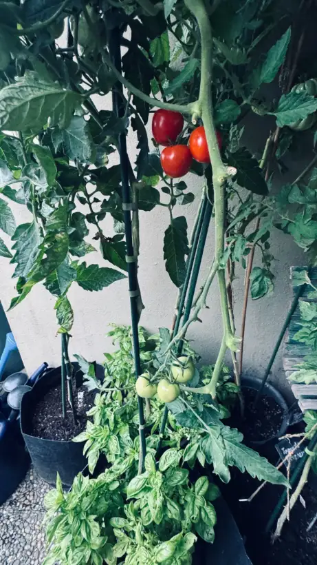 Tomaten: Tomate Berner Rose