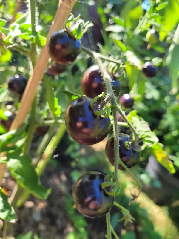 Tomaten: Tomate "Black Pearl"