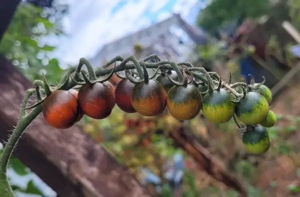 Tomaten: Tomate "Black Plum"