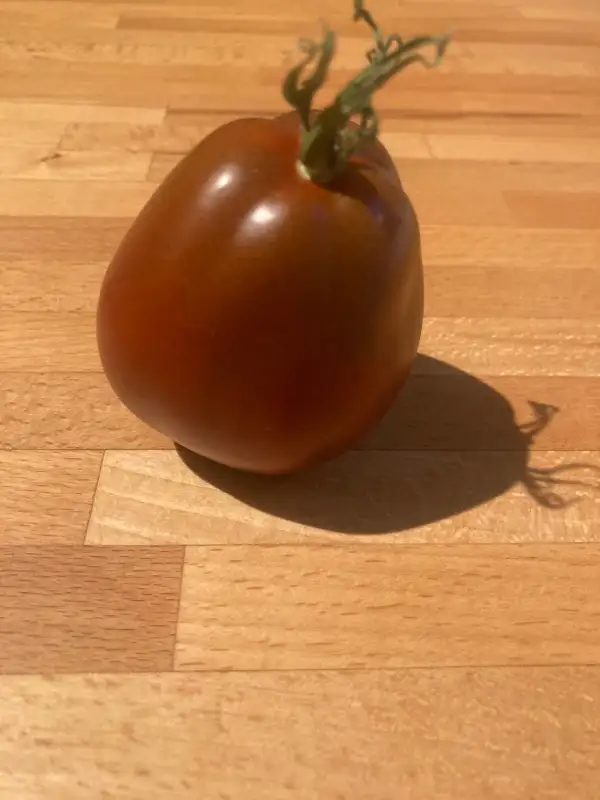 Tomaten: Tomate Black Truffle