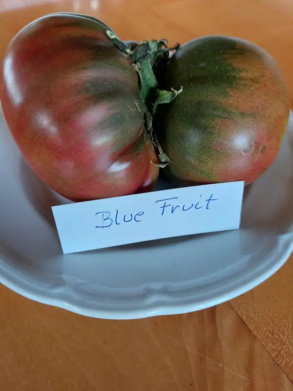 Tomaten: Tomate Blue Fruit