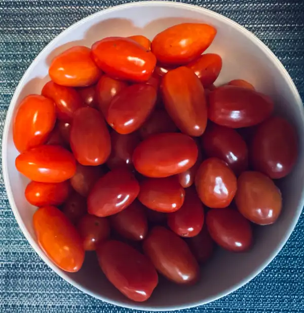 Tomaten: Tomate Bodendecker