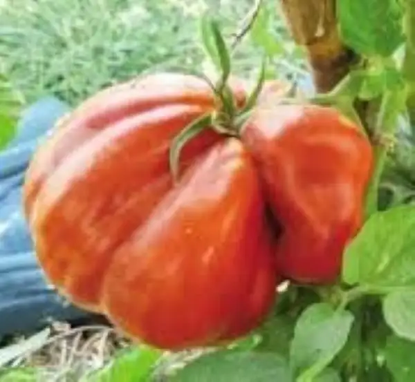 Tomaten: Tomate Chondrokatsari