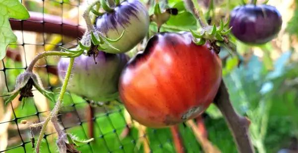 Tomaten: Tomate "Chupa Chups"