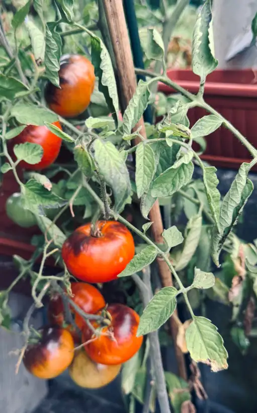 Tomaten: Tomate Chupa Chups Rose