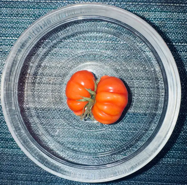 Tomaten: Tomate Costoluto Genovese