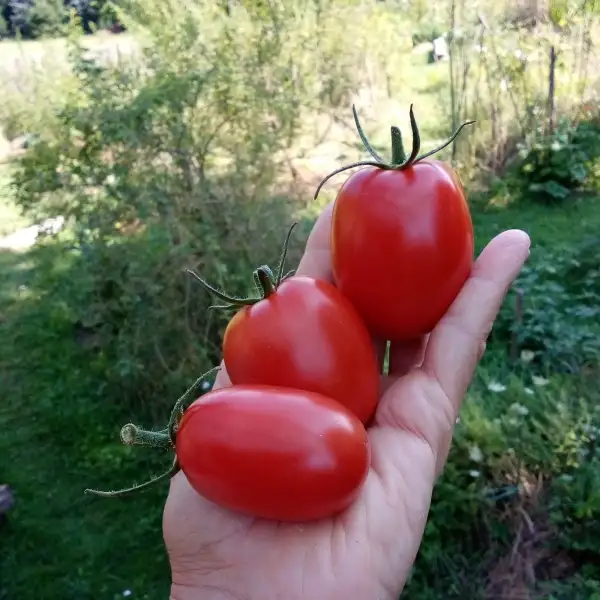 Tomaten: Tomate De Berao - äußerst robuste und ertragreiche Freilandtomate